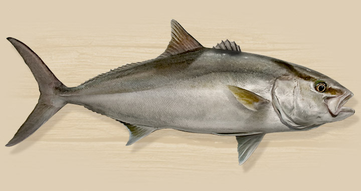 amberjack species